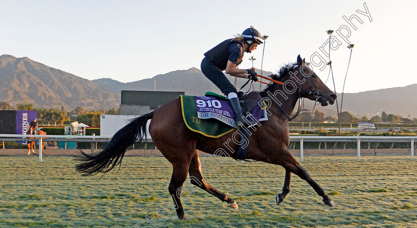 Dr-Simpson-0001 
 DR SIMPSON training for the Breeders' Cup Juvenile Turf Sprint
Santa Anita USA 30 Oct 2019 - Pic Steven Cargill / Racingfotos.com