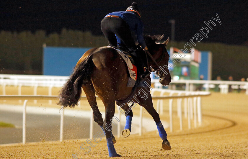 Country-Grammer-0006 
 COUNTRY GRAMMER training for the Dubai World Cup
Meydan, Dubai, 23 Mar 2023 - Pic Steven Cargill / Racingfotos.com