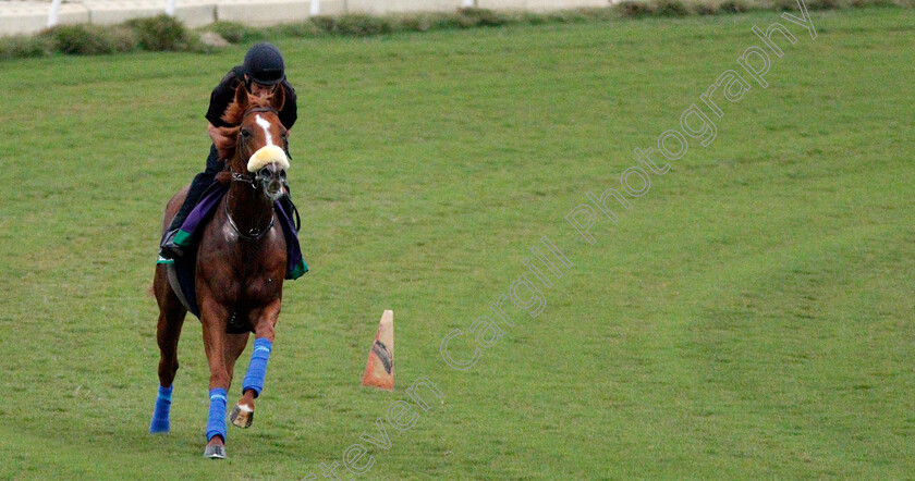 Ulysses-0003 
 ULYSSES training for The Breeders' Cup Turf at Del Mar USA 31 Oct 2017 - Pic Steven Cargill / Racingfotos.com