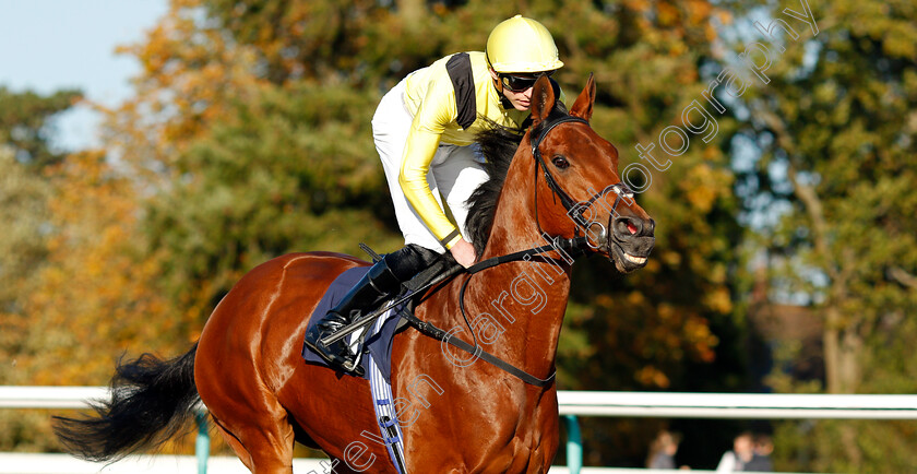 Maamora-0003 
 MAAMORA (James Doyle) winner of The Coral EBF Fleur De Lys Fillies Stakes
Lingfield 28 Oct 2021 - Pic Steven Cargill / Racingfotos.com