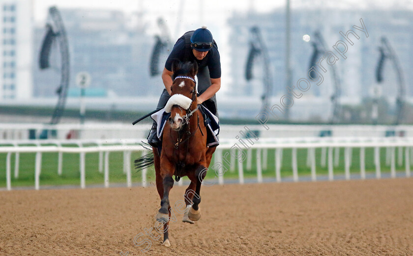 Koy-Koy-0004 
 KOY KOY training at the Dubai Racing Carnival 
Meydan 4 Jan 2024 - Pic Steven Cargill / Racingfotos.com