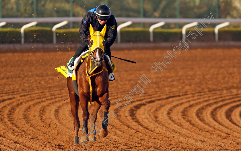 Meisho-Hario-0001 
 MEISHO HARIO training for The Saudi Cup
King Abdulaziz Racecourse, Saudi Arabia 20 Feb 2024 - Pic Steven Cargill / Racingfotos.com