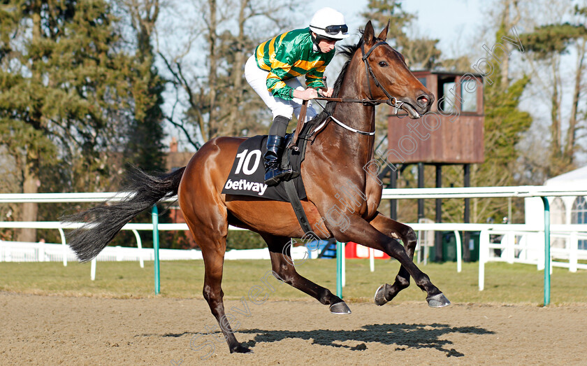 Clear-Skies-0001 
 CLEAR SKIES (Ryan Moore) Lingfield 24 Feb 2018 - Pic Steven Cargill / Racingfotos.com