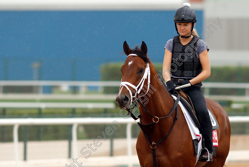 Audible-0001 
 AUDIBLE training for the Dubao World Cup
Meydan 27 Mar 2019 - Pic Steven Cargill / Racingfotos.com