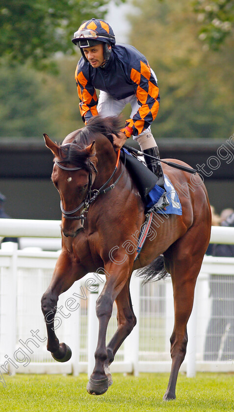 Bambino-Lola-0001 
 BAMBINO LOLA (Royston Ffrench) Salisbury 7 Sep 2017 - pic Steven Cargill / Racingfotos.com