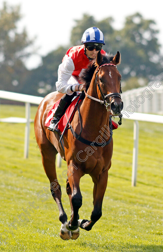 Port-of-Call-0001 
 PORT OF CALL (Jack Mitchell) Sandown 1 Sep 2017 - Pic Steven Cargill / Racingfotos.com