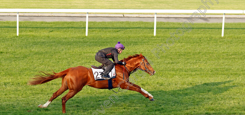 Zoulu-Chief-0001 
 ZOULU CHIEF training at the Dubai Racing Carnival 
Meydan 4 Jan 2024 - Pic Steven Cargill / Racingfotos.com