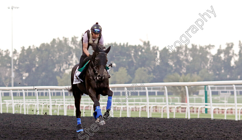 Mostahdaf-0002 
 MOSTAHDAF training for the Sheema Classic
Meydan, Dubai, 21 Mar 2023 - Pic Steven Cargill / Racingfotos.com