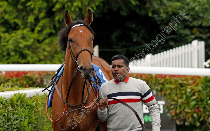 Al-Haal-0001 
 AL HAAL 
Kempton 12 Jun 2024 - Pic Steven Cargill / Racingfotos.com