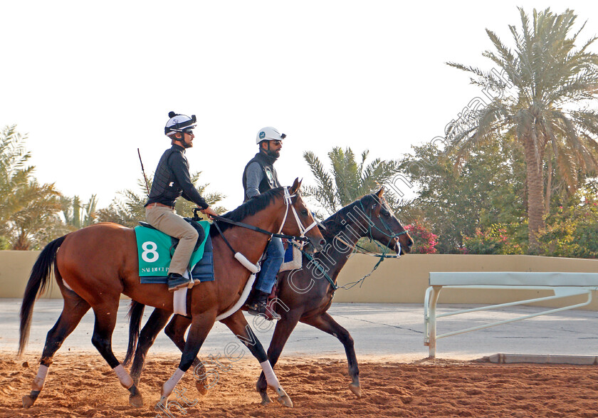 Maximum-Security-0009 
 MAXIMUM SECURITY preparing for The Saudi Cup
Riyadh Racetrack, Kingdom Of Saudi Arabia, 27 Feb 2020 - Pic Steven Cargill / Racingfotos.com