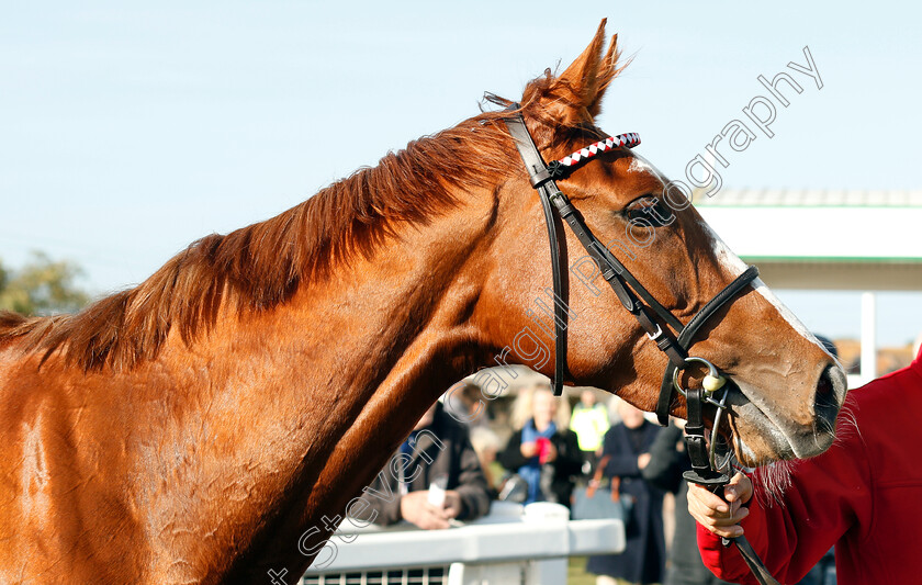 Frankellina-0006 
 FRANKELLINA after The British Stallion Studs EBF Fillies Novice Stakes Div1
Yarmouth 23 Oct 2018 - Pic Steven Cargill / Racingfotos.com