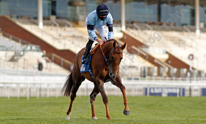 Hint-Of-Stars-0001 
 HINT OF STARS (Ryan Moore)
York 12 May 2021 - Pic Steven Cargill / Racingfotos.com