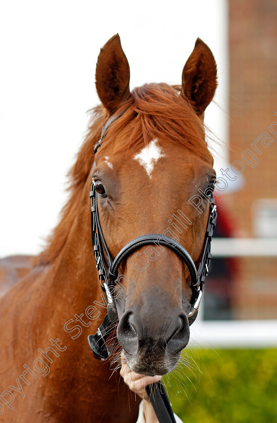 Notable-Speech-0007 
 NOTABLE SPEECH winner of The Virgin Bet Best Odds Daily British EBF Conditions Stakes
Kempton 6 Apr 2024 - Pic Steven Cargill / Racingfotos.com