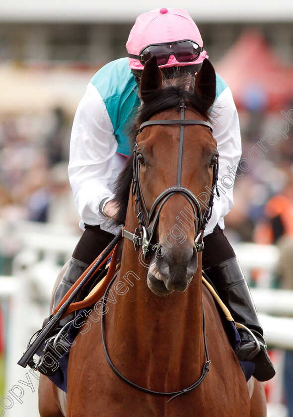 Sangarius-0002 
 SANGARIUS (Ryan Moore) before winning The Weatherbys Global Stallions App Flying Scotsman Stakes
Doncaster 14 Sep 2018 - Pic Steven Cargill / Racingfotos.com