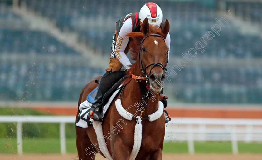 Clapton-0003 
 CLAPTON training at the Dubai Racing Carnival
Meydan 1 Feb 2024 - Pic Steven Cargill / Racingfotos.com