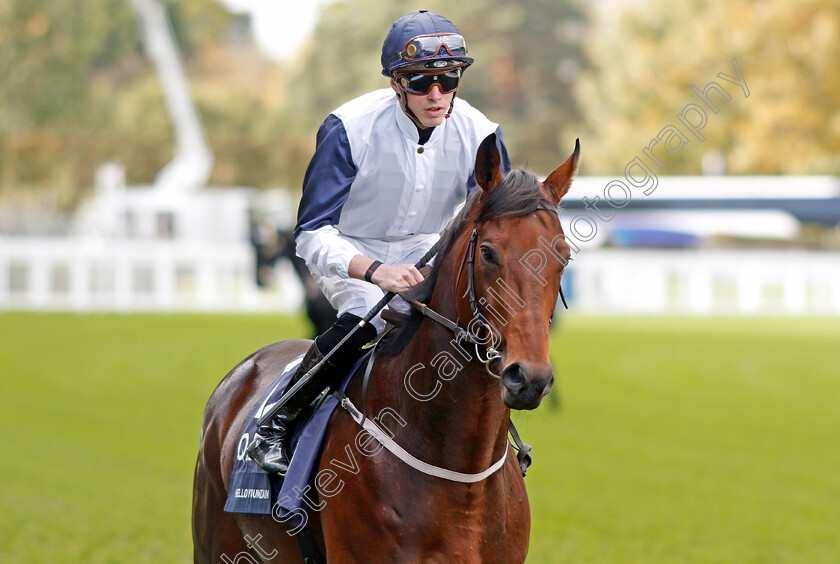 Hello-Youmzain-0001 
 HELLO YOUMZAIN (James Doyle)
Ascot 19 Oct 2019 - Pic Steven Cargill / Racingfotos.com