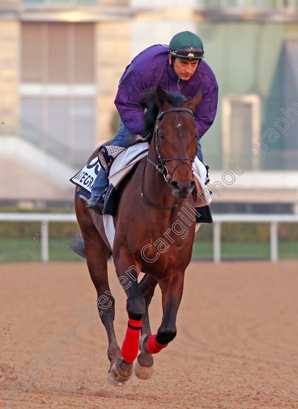 Integrant-0002 
 INTEGRANT exercising for trainer Henri-Francois Devin
Meydan, Dubai, 3 Feb 2022 - Pic Steven Cargill / Racingfotos.com