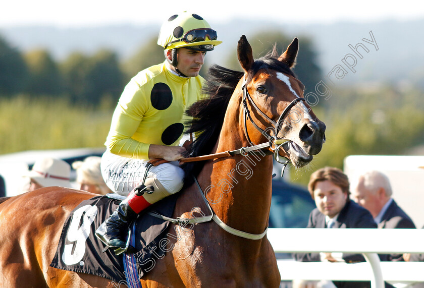 The-Parent-0002 
 THE PARENT (Andrea Atzeni) winner of The British EBF Novice Stakes
Goodwood 26 Aug 2022 - Pic Steven Cargill / Racingfotos.com