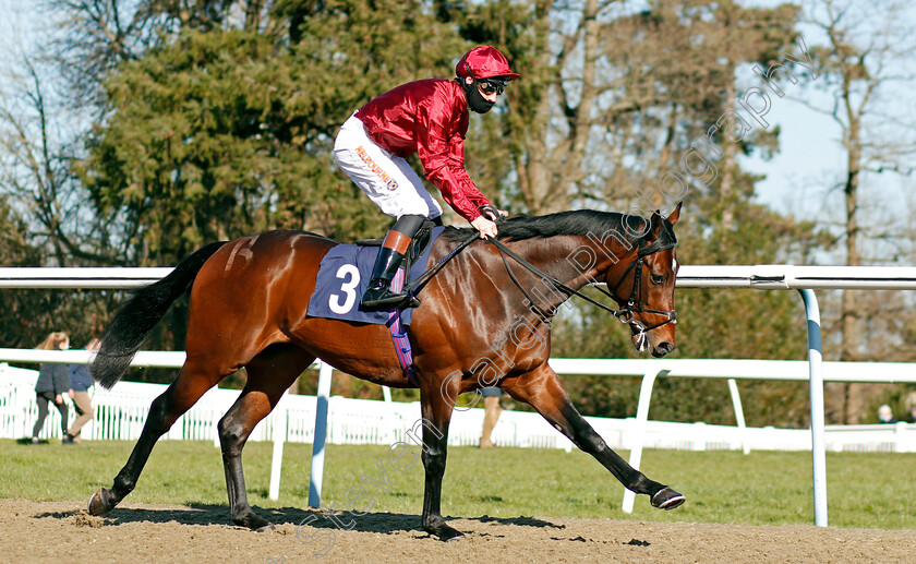 Radiant-Light-0001 
 RADIANT LIGHT (Dougie Costello)
Lingfield 26 Feb 2021 - Pic Steven Cargill / Racingfotos.com