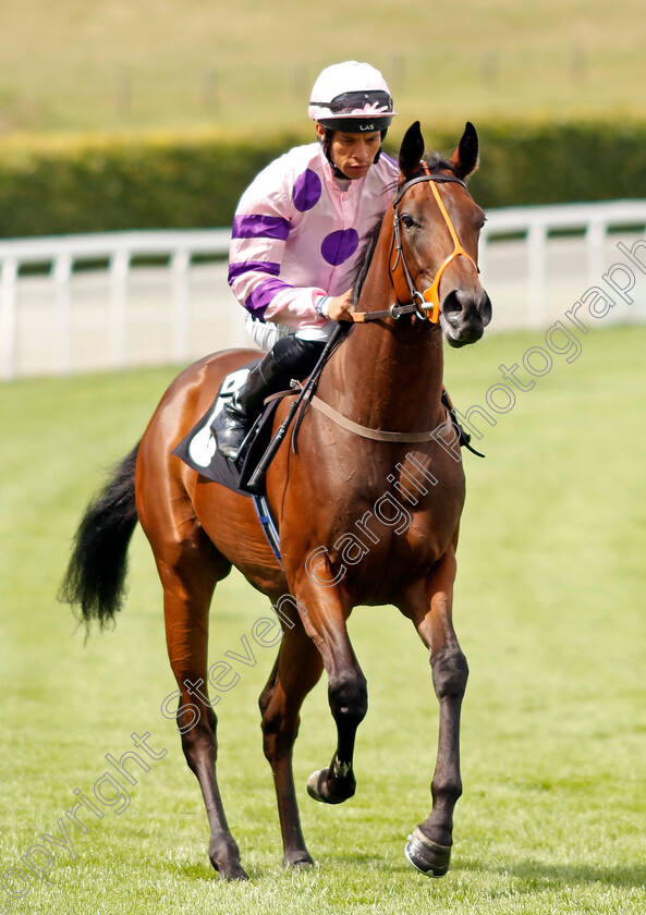 Aussi-Mandate-0001 
 AUSSI MANDATE (Sean Levey)
Goodwood 27 Aug 2022 - Pic Steven Cargill / Racingfotos.com