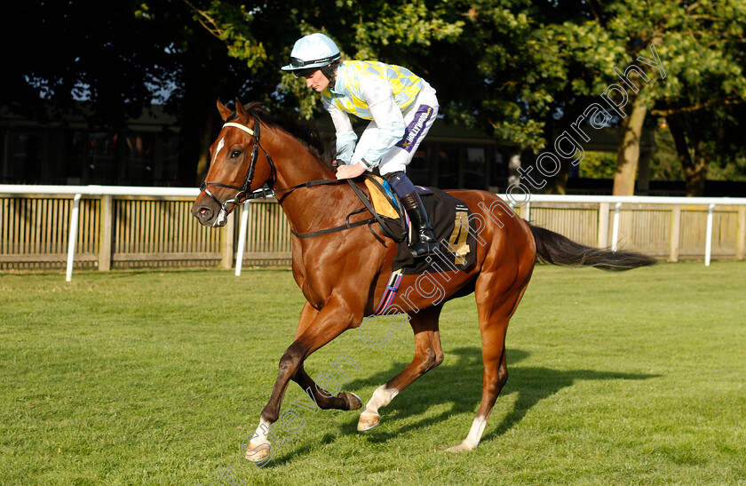 Blue-Anthem-0001 
 BLUE ANTHEM (Daniel Muscutt)
Newmarket 9 Aug 2024 - Pic Steven Cargill / Racingfotos.com