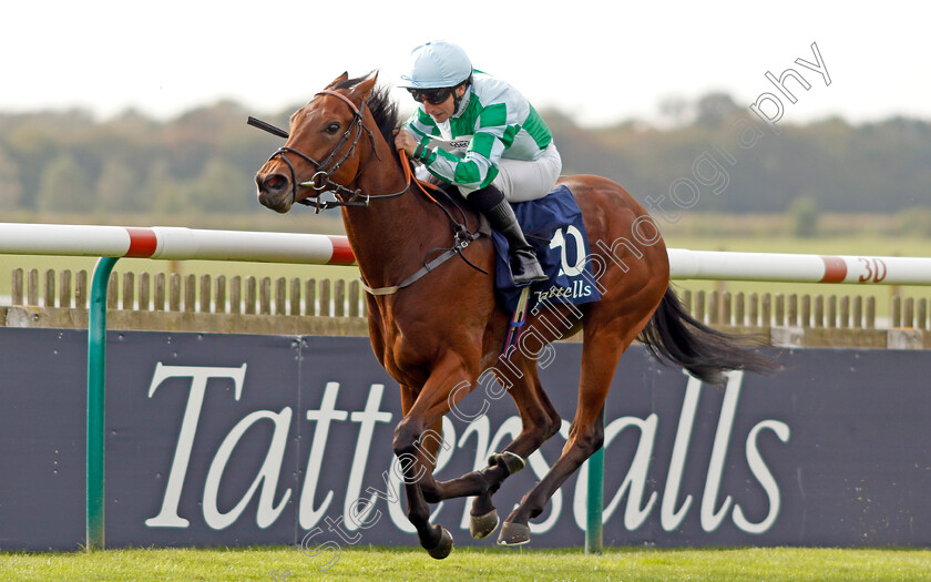 Woodhay-Wonder-0005 
 WOODHAY WONDER (P J McDonald) wins The £150,000 Tattersalls October Auction Stakes
Newmarket 7 Oct 2023 - Pic Steven Cargill / Racingfotos.com