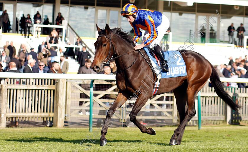 Ecstatic-0001 
 ECSTATIC (Ryan Moore)
Newmarket 11 Oct 2024 - Pic Steven Cargill / Racingfotos.com