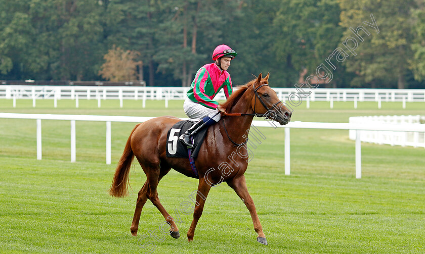 Seaward-0005 
 SEAWARD (Hector Crouch) winner of The Memberships At Ascot EBF Fillies Novice Stakes
Ascot 8 Sep 2023 - Pic Steven Cargill / Racingfotos.com