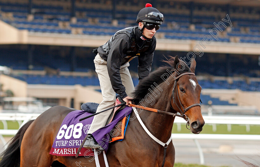 Marsha-0005 
 MARSHA (Luke Morris) training for The Breeders' Cup Turf Sprint at Del Mar USA, 1 Nov 2017 - Pic Steven Cargill / Racingfotos.com