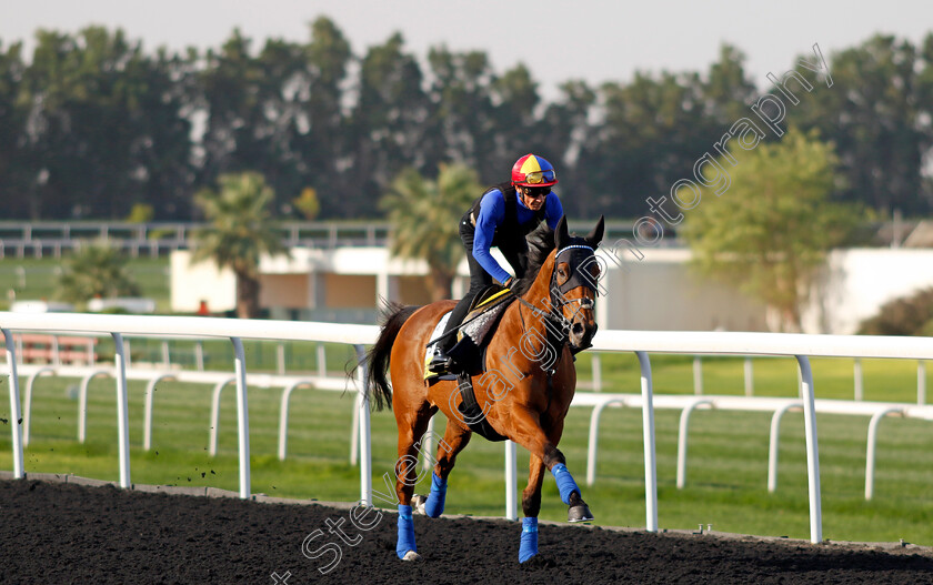 Lord-North-0002 
 LORD NORTH (Frankie Dettori) training for The Dubai Turf
Meydan Dubai 27 Mar 2024 - Pic Steven Cargill / Racingfotos.com