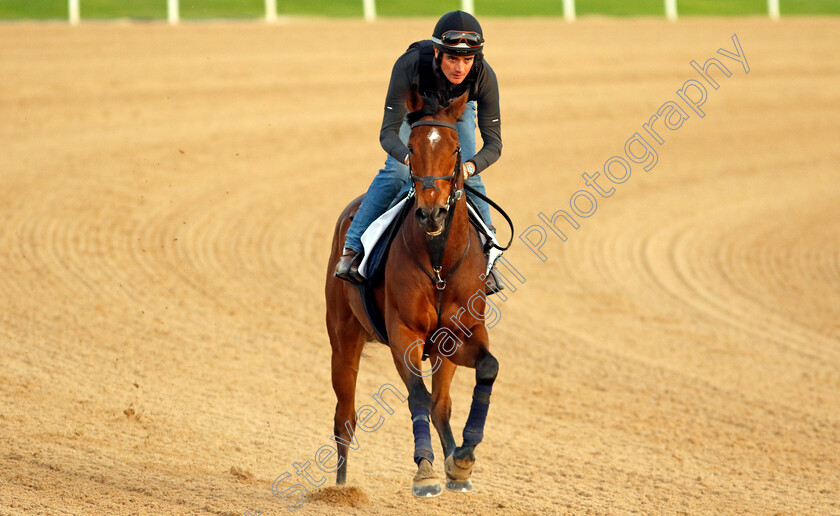 Vafortino-0001 
 VAFORTINO training at the Dubai Racing Carnival
Meydan 1 Mar 2024 - Pic Steven Cargill / Racingfotos.com