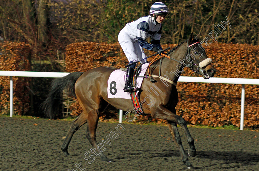 Mischievous-Rock-0001 
 MISCHIEVOUS ROCK (Jane Elliott) Kempton 20 Dec 2017 - Pic Steven Cargill / Racingfotos.com