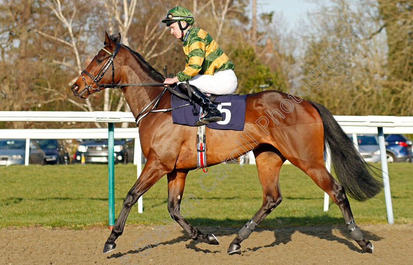 Second-Wind 
 SECOND WIND (Adam Farragher)
Lingfield 9 Mar 2022 - Pic Steven Cargill / Racingfotos.com