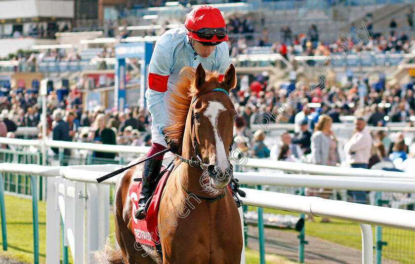 Flight-0001 
 FLIGHT (Oisin Murphy)
Doncaster 12 Sep 20234 - Pic Steven Cargill / Racingfotos.com