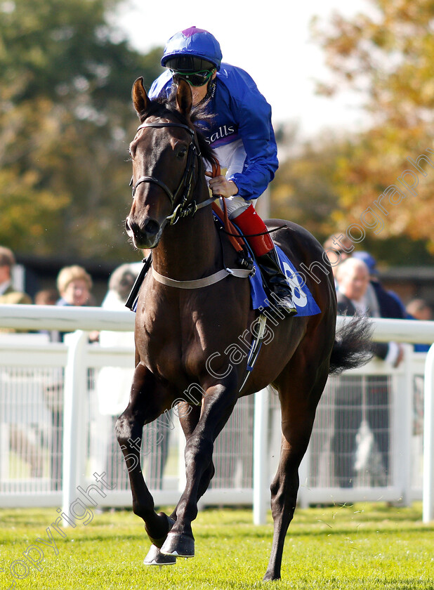 Migration-0001 
 MIGRATION (Fran Berry)
Salisbury 3 Oct 2018 - Pic Steven Cargill / Racingfotos.com