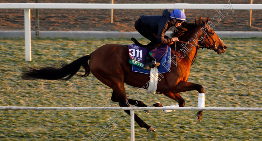 Old-Persian-0002 
 OLD PERSIAN (William Buick) training for The Breeders' Cup Turf
Santa Anita USA 31 Oct 2019 - Pic Steven Cargill / Racingfotos.com