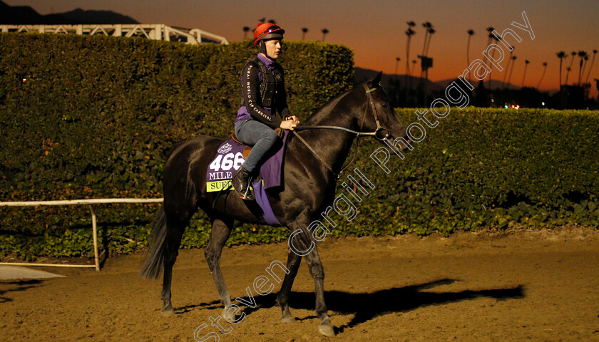 Suedois-0001 
 SUEDOIS training for the Breeders' Cup Mile
Santa Anita USA 30 Oct 2019 - Pic Steven Cargill / Racingfotos.com