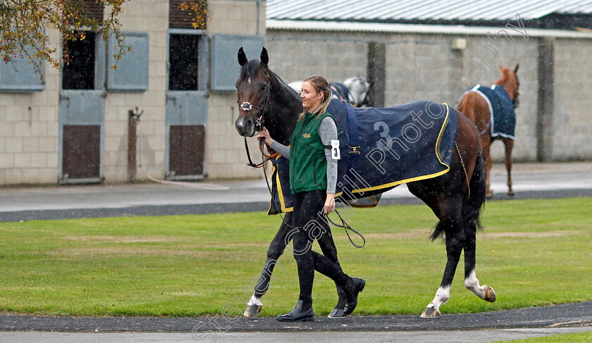 Murphy s-Dream-0002 
 MURPHY'S DREAM
Southwell 4 Oct 2022 - Pic Steven Cargill / Racingfotos.com