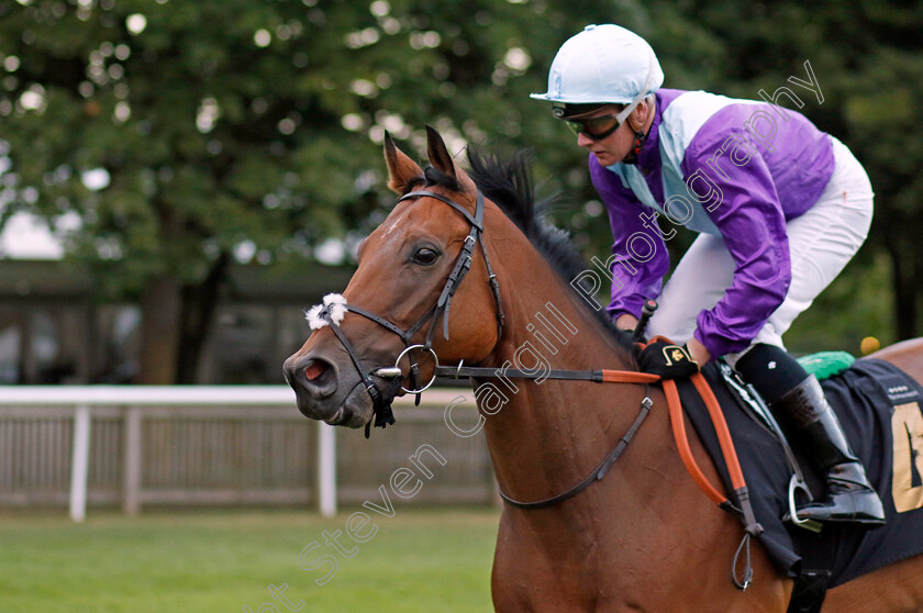 Churchill-Bay-0001 
 CHURCHILL BAY (John Fahy)
Newmarket 29 Jul 2022 - Pic Steven Cargill / Racingfotos.com