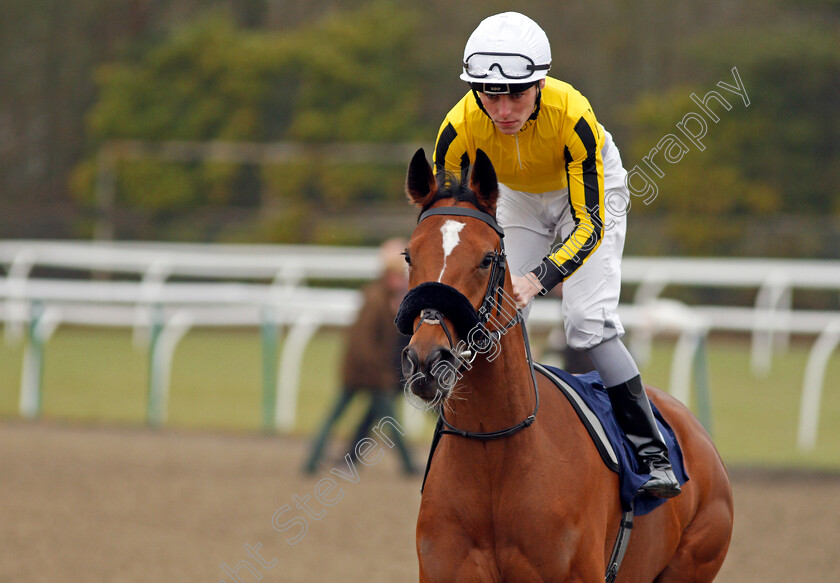 Marilyn-M-0001 
 MARILYN M (Kieran Shoemark) Lingfield 20 Dec 2017 - Pic Steven Cargill / Racingfotos.com