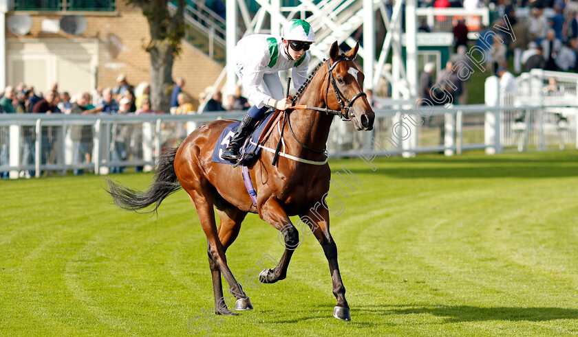 Green-Storm-0004 
 GREEN STORM (Billy Loughnane) winner of The Get Raceday Ready Restricted Maiden Stakes
Yarmouth 17 Sep 2024 - Pic Steven Cargill / Racingfotos.com