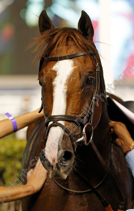 Hawkbill-0010 
 HAWKBILL after The Dubai City Of Gold Meydan Dubai 10 Mar 2018 - Pic Steven Cargill / Racingfotos.com