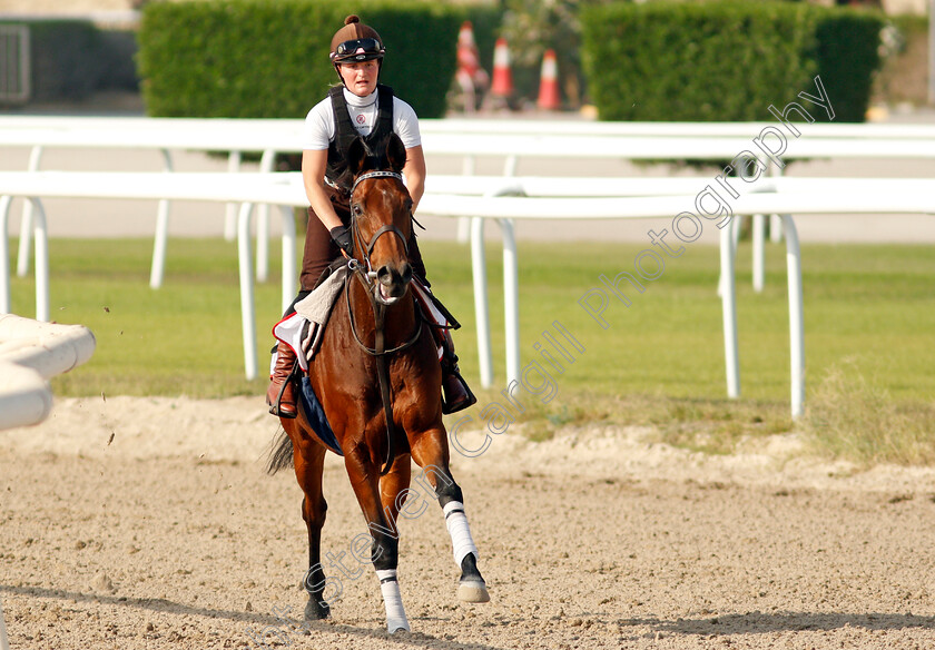 Victory-Chime-0003 
 VICTORY CHIME exercising in preparation for Friday's Bahrain International Trophy
Sakhir Racecourse, Bahrain 16 Nov 2021 - Pic Steven Cargill / Racingfotos.com