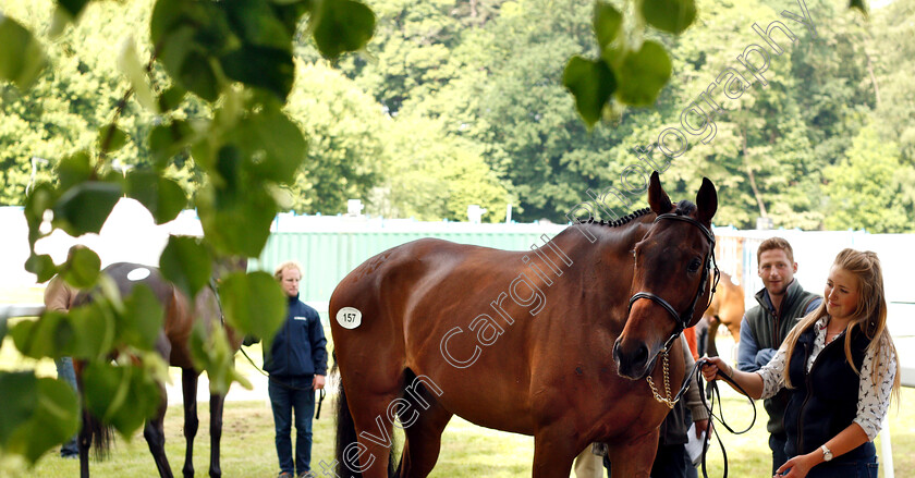 Lot-0157-Minimalistic-0002 
 Horses waiting to be sold at the Tattersalls Ireland Ascot Sale
5 Jun 2018 - Pic Steven Cargill / Racingfotos.com