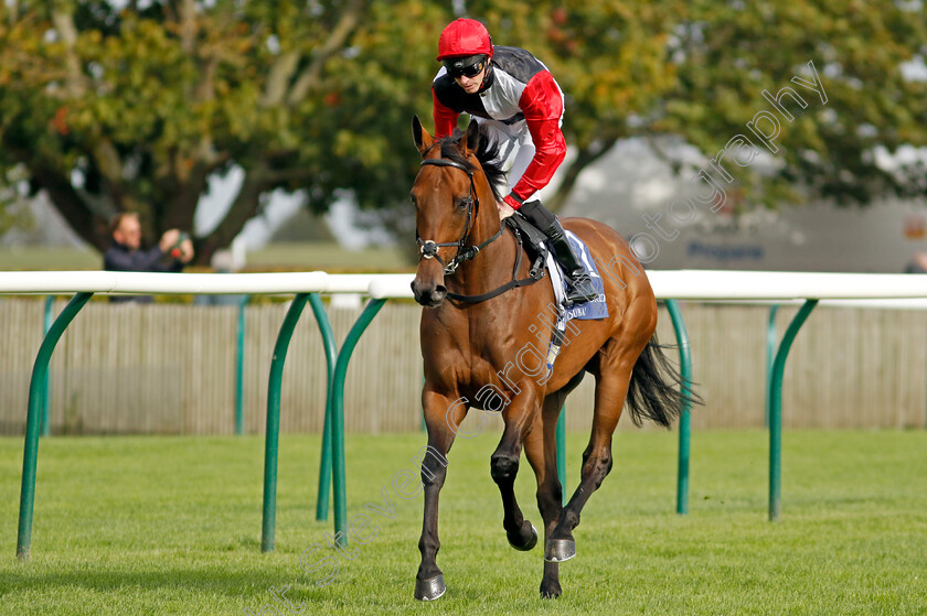 Poker-Face-0001 
 POKER FACE (James Doyle)
Newmarket 27 Sep 2024 - Pic Steven Cargill / Racingfotos.com