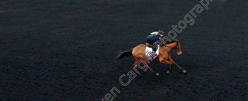 Democracy-Dilemma-0001 
 DEMOCRACY DILEMMA training at the Dubai Racing Carnival 
Meydan 4 Jan 2024 - Pic Steven Cargill / Racingfotos.com