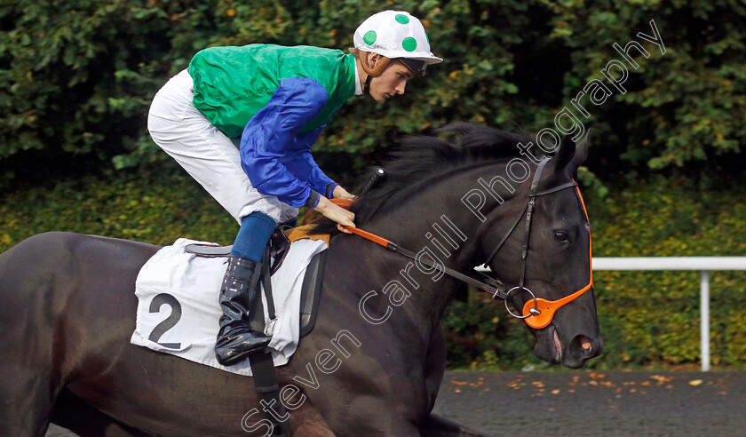 War-Howl-0002 
 WAR HOWL (Harry Davies)
Kempton 6 Sep 2024 - Pic Steven Cargill / Racingfotos.com