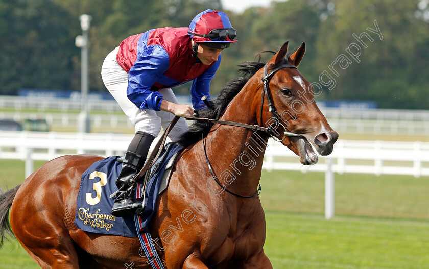 Kestrel-0002 
 KESTREL (Ryan Moore)
Ascot 8 Sep 2023 - Pic Steven Cargill / Racingfotos.com