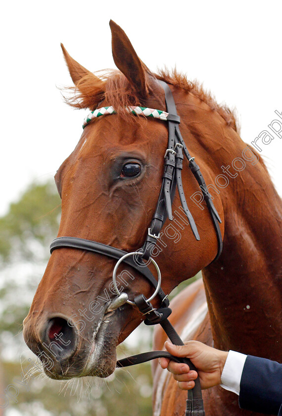 Quadrilateral-0009 
 QUADRILATERAL after winning The bet365 Fillies Mile
Newmarket 11 Oct 2019 - Pic Steven Cargill / Racingfotos.com