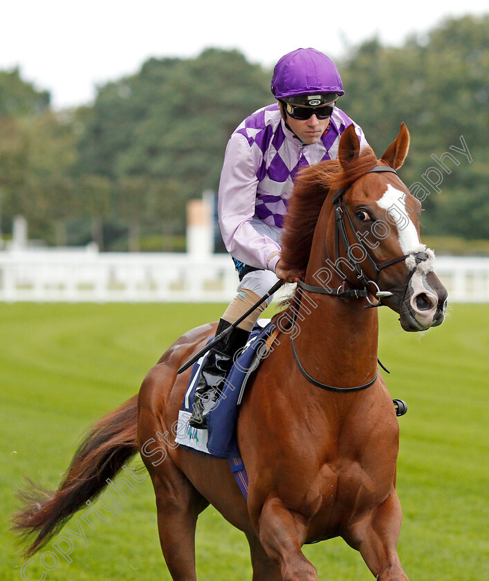 Amarillo-Star-0001 
 AMARILLO STAR (Stevie Donohoe)
Ascot 6 Sep 2019 - Pic Steven Cargill / Racingfotos.com